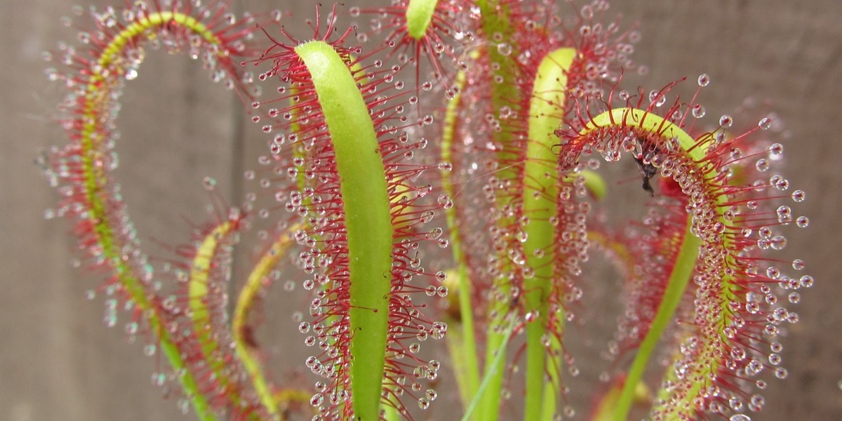 Moorbeet-2