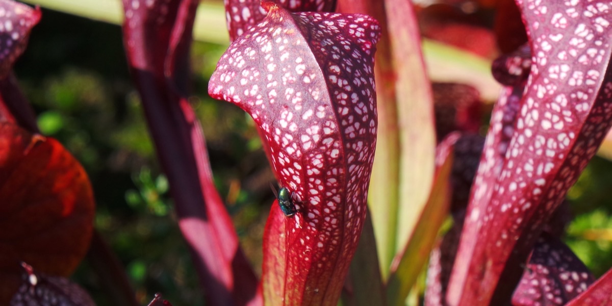 Moorbeet-4