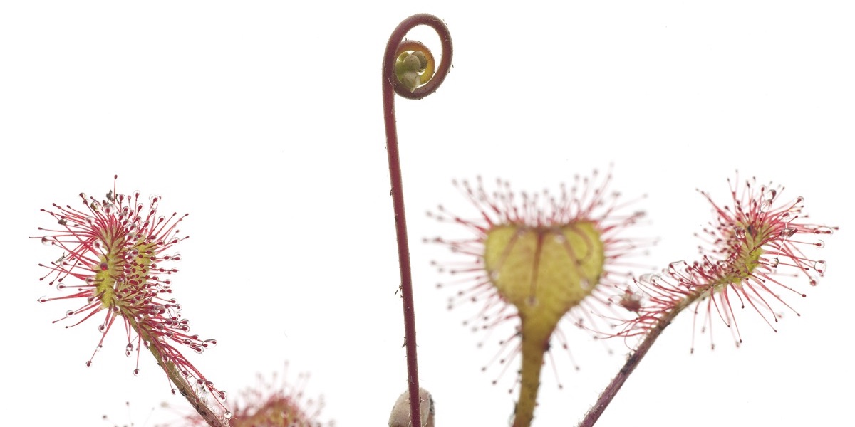 Moorbeet-8