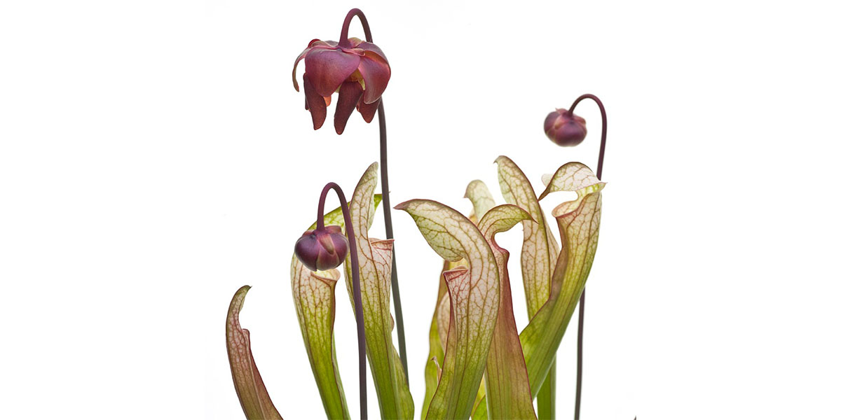 Moorbeet-9