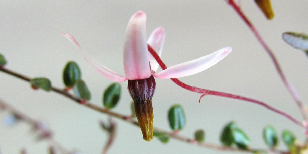 Moorbeetpflanze-1739_514_40-4000x2000