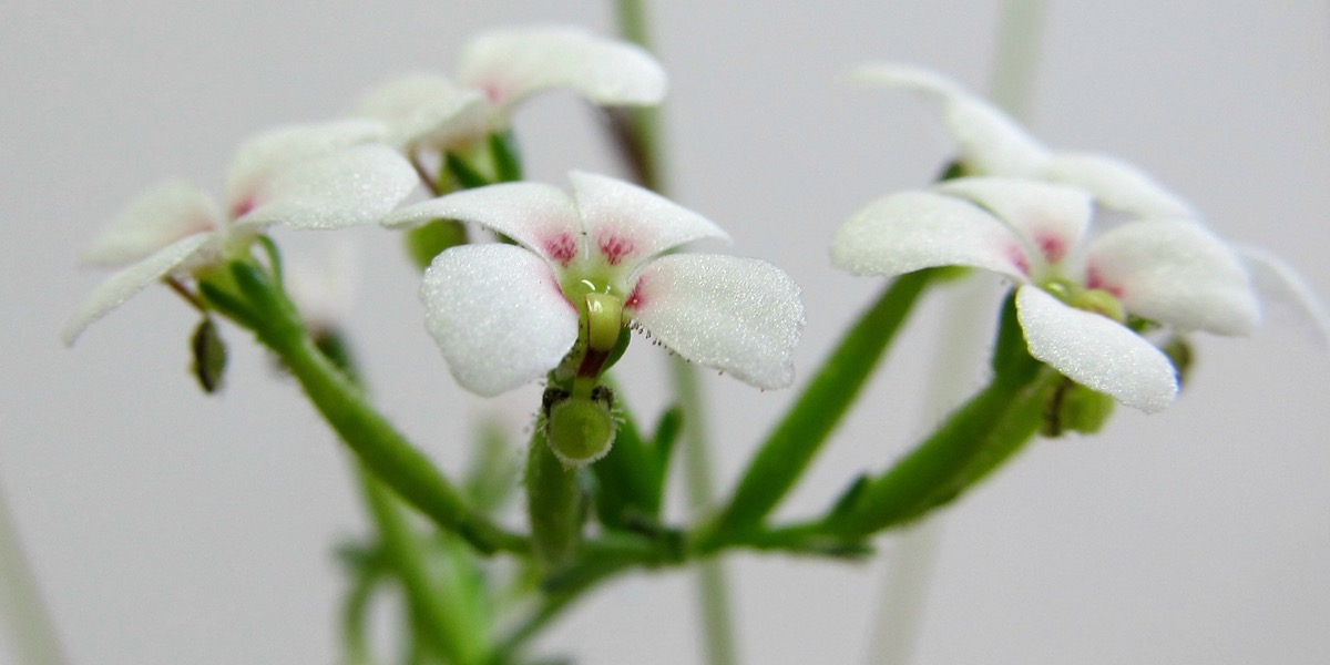 Moorbeetpflanze-1811_317_40-4000x2000