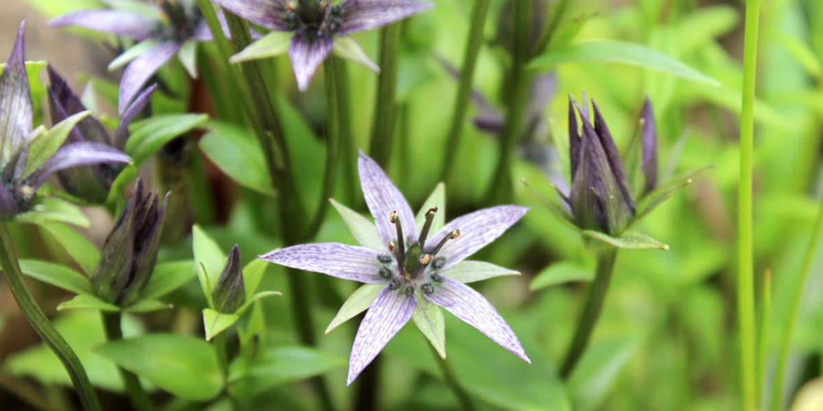 Moorbeetpflanze-1908_837_40-4000x2000