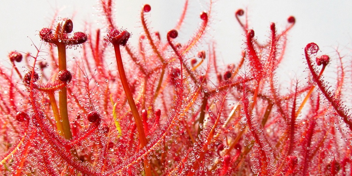 Moorbeetpflanze Drosera binatra 1739 086 (40) (4000x2000)
