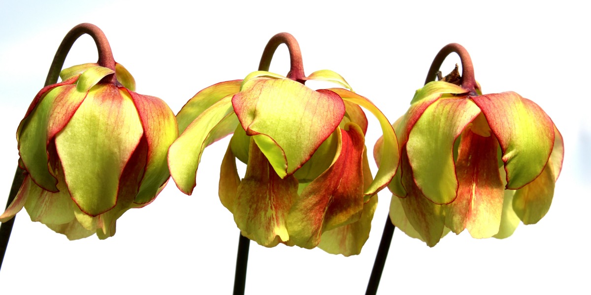 Moorbeetpflanze-Nr.713651-1818_417_40-4000x2000