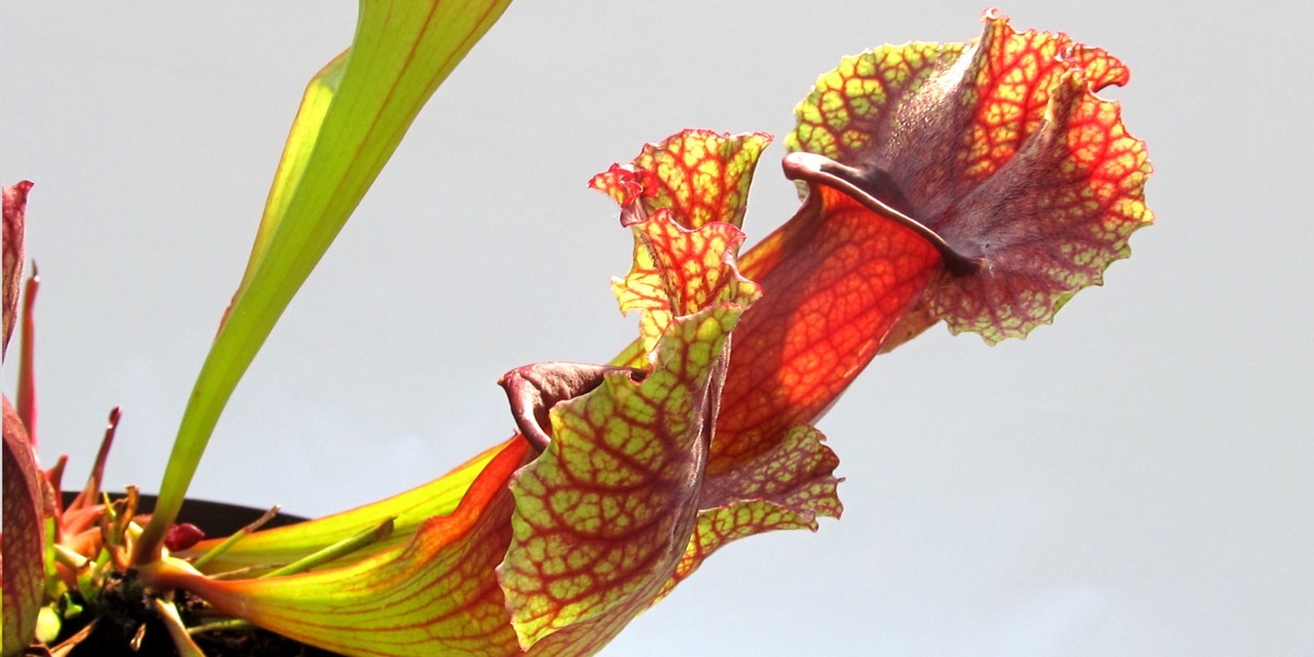 Moorbeetpflanze Sarracena Red Monster 1743_654 (40) (4000x2000)