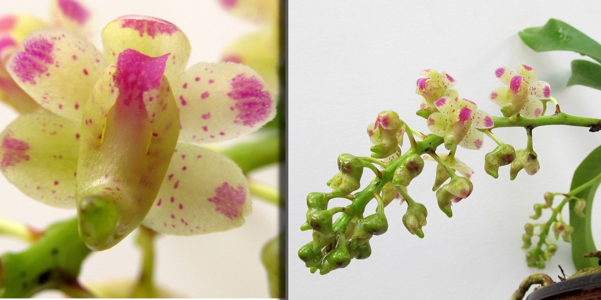 Orchideen 1722 812 (40) (4000x2000)
