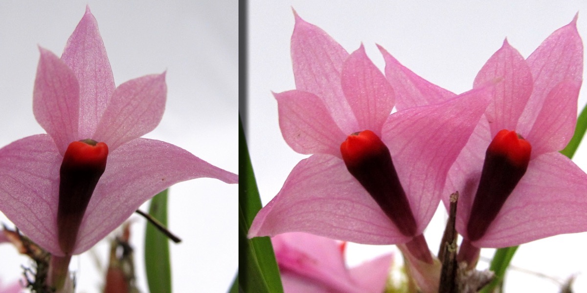 Orchideen 1755_442_(40) (4000x2000)