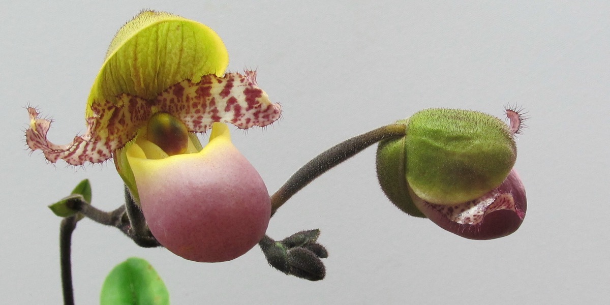 Orchideen 1764_672_(40) (4000x2000)