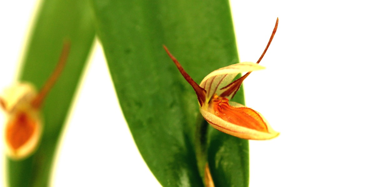 Orchideen-1874_869_40-4000x2000