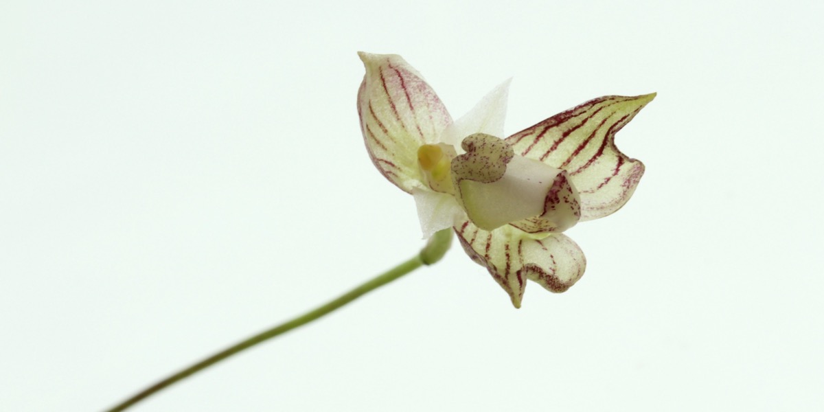 Orchideen-1902_396_40-4000x2000