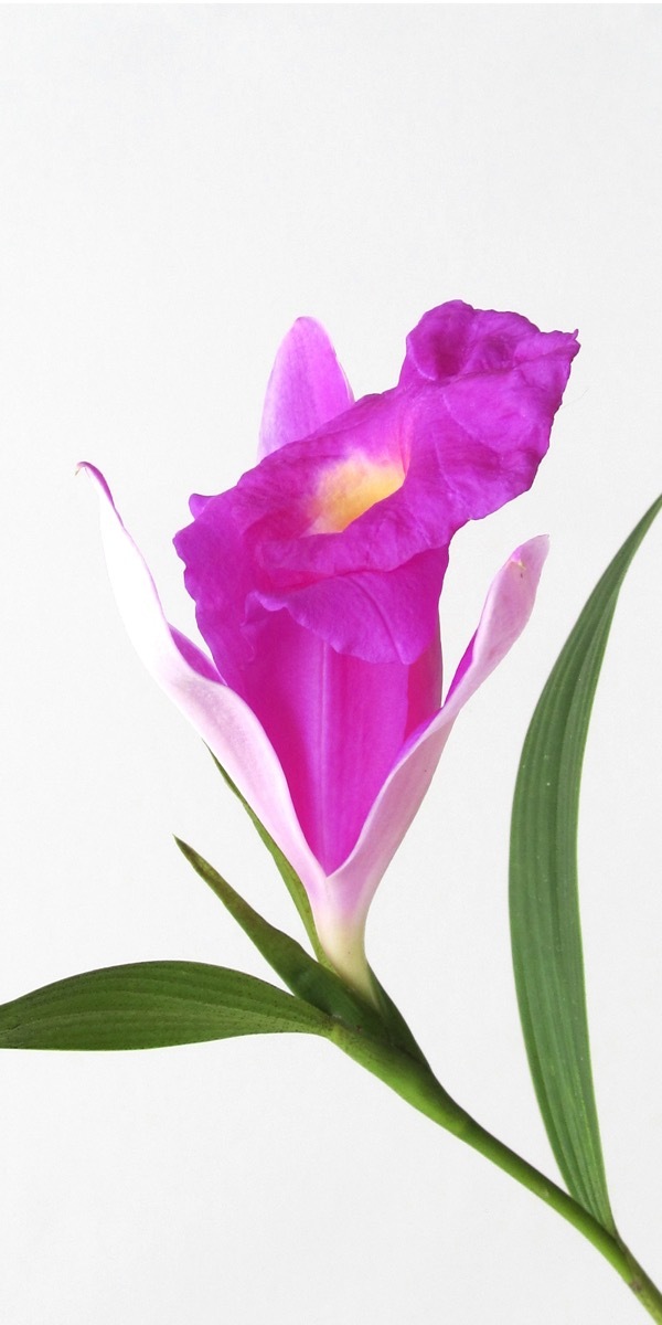 Orchideen-1905_244_40-4000x2000