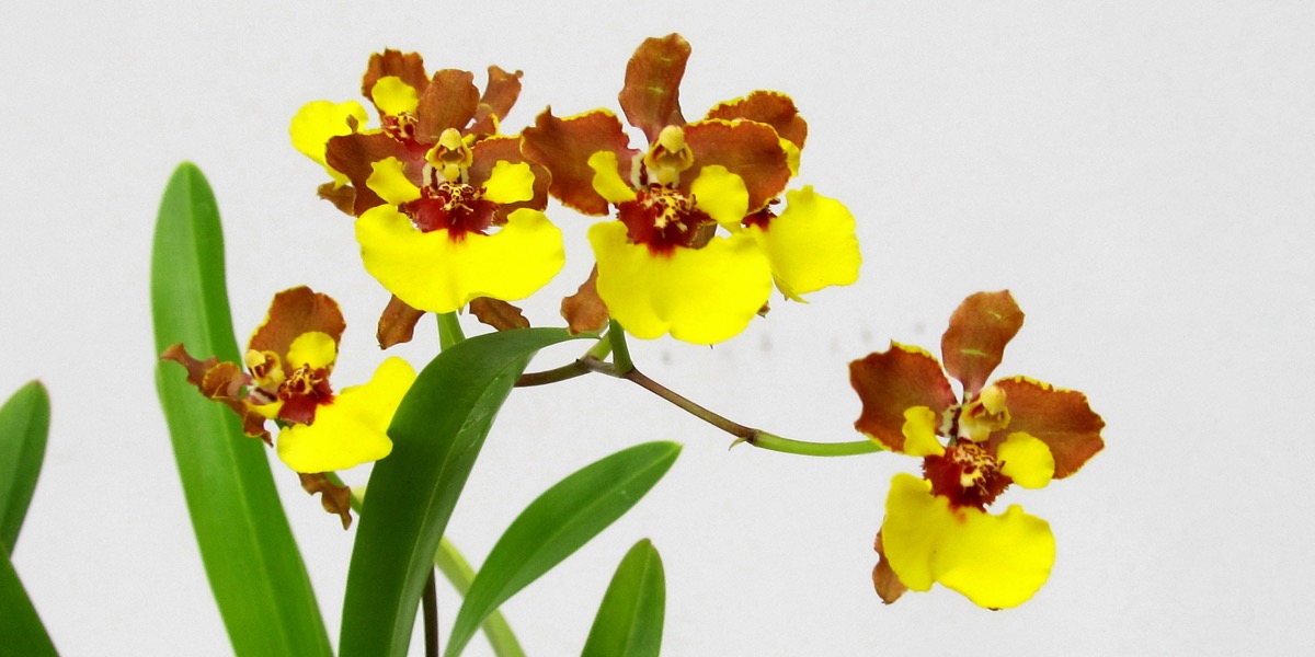 Orchideen-1905_311_40-4000x2000
