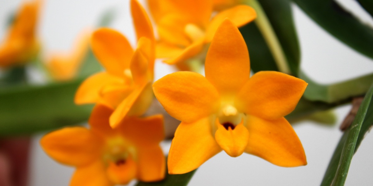 Orchideen-1906_066_40-4000x2000