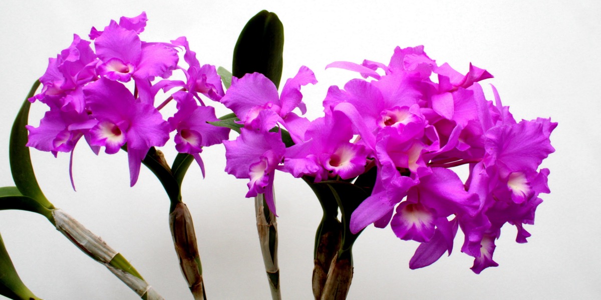 Orchideen-1908_188_40-4000x2000