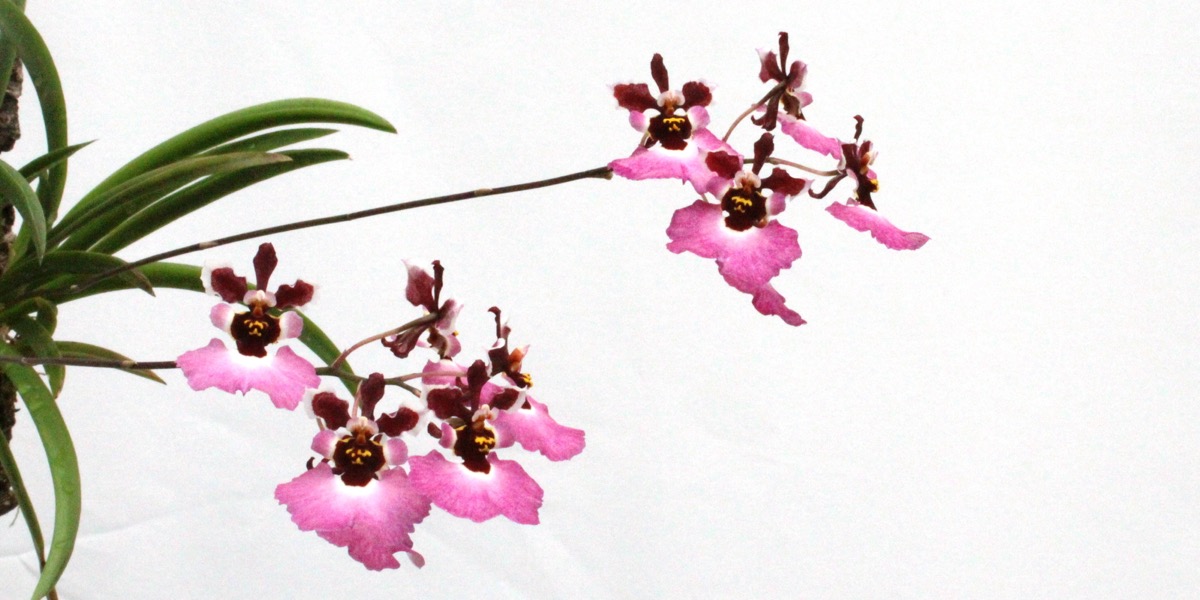 Orchideen-1908_271_40-4000x2000