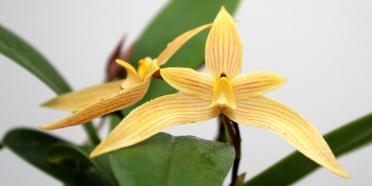 Orchideen-1914_890_40-4000x2000