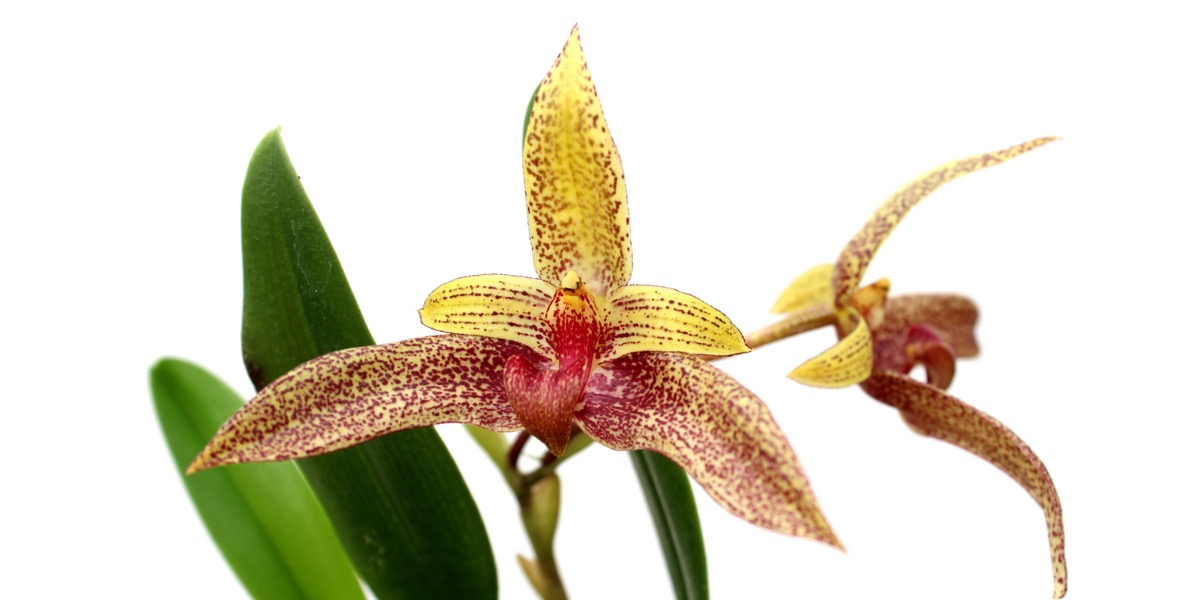 Orchideen-1914_953_40-4000x2000