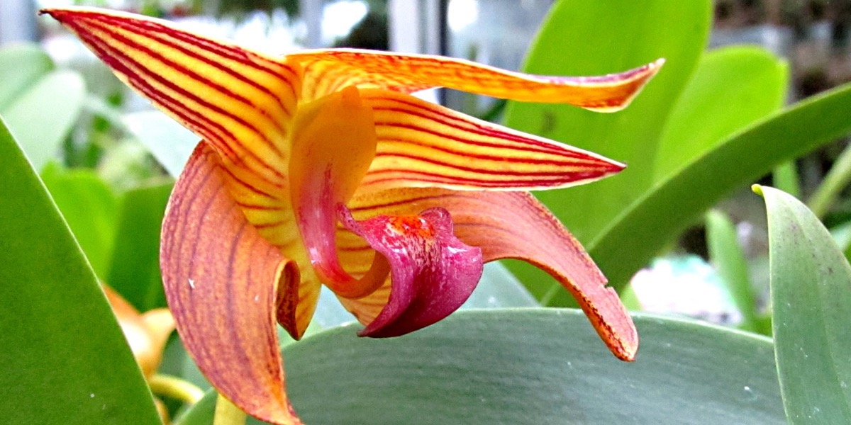 Orchideen Bulbophyllum claptonense 1649 790 (40) (4000x2000)