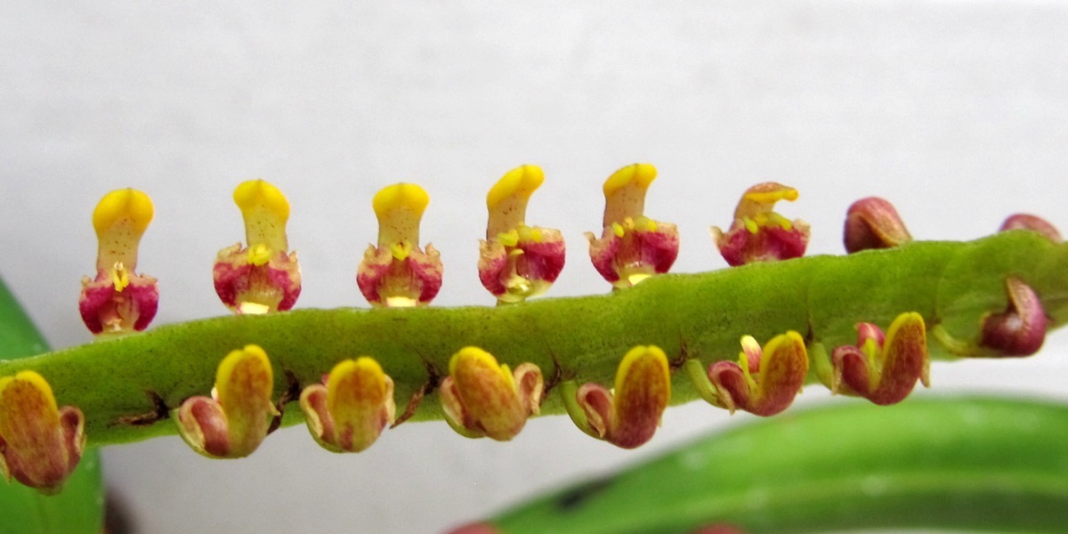 Orchideen Bulbophyllum falcutum 1623 562 (40) (4000x2000)