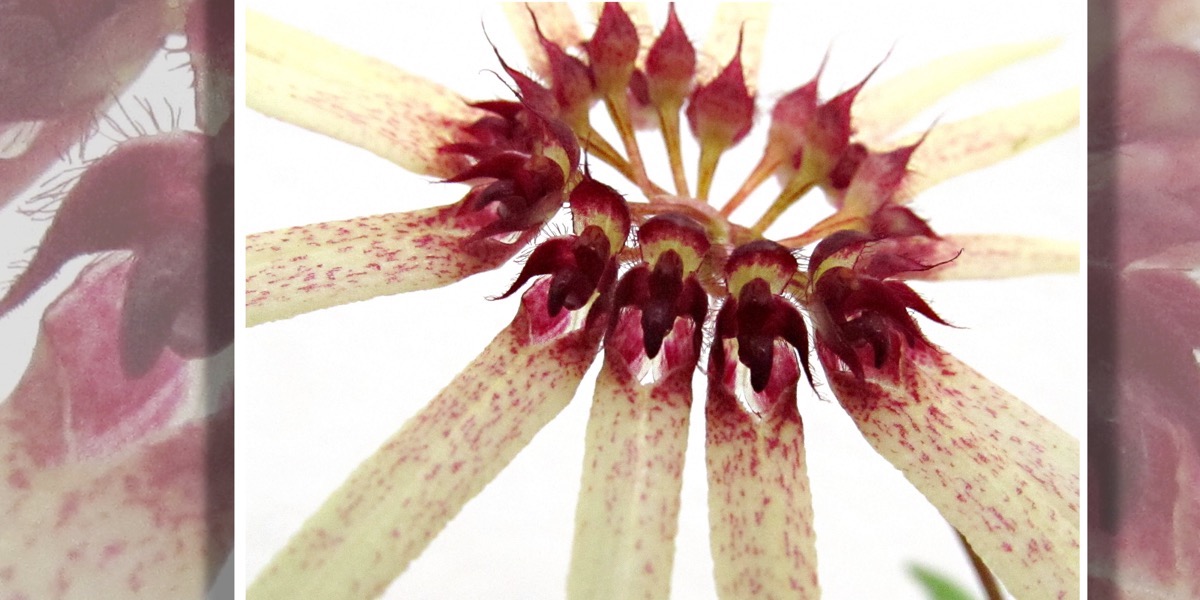 Orchideen Bulbophyllum hirundinis 1652 423 (40) (4000x2000)