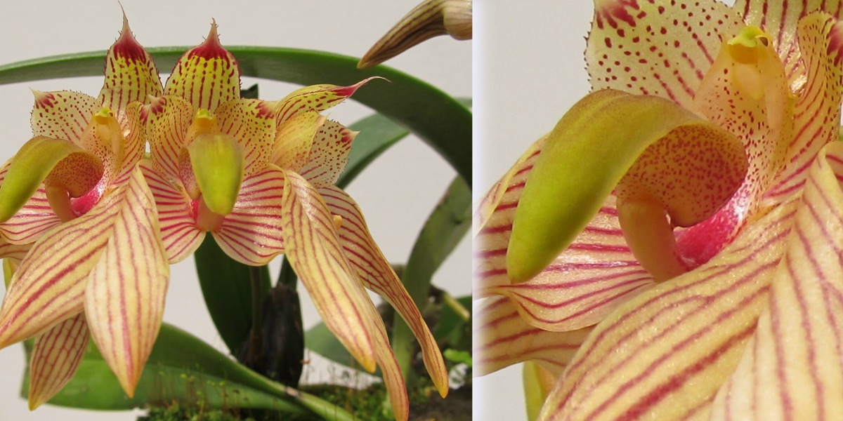 Orchideen-Bulbophyllum-madusae-1813_721_53-4000x2000