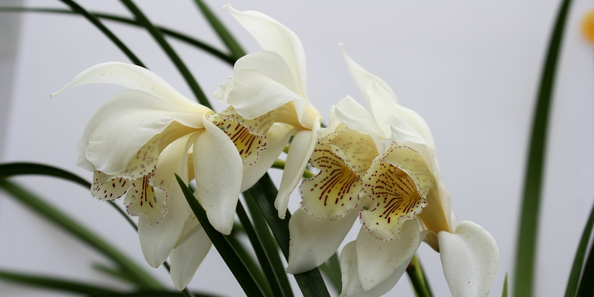 Orchideen-Chymbidium-denjamära-1904_295_40-4000x2000