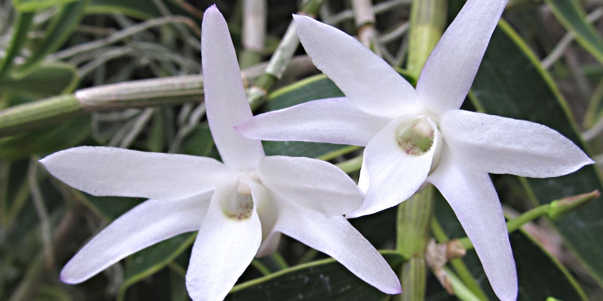 Orchideen Dendrobium manile van.alba-marginata 1623 744 (40) (4000x2000)