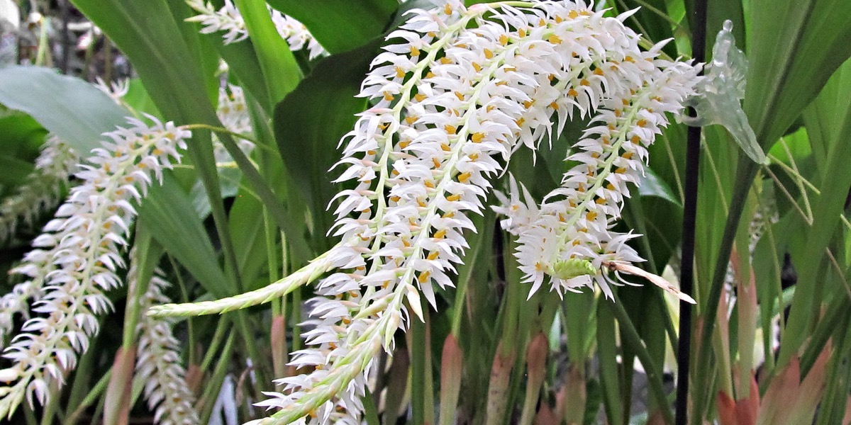 Orchideen Dendrochilum Glumaceum 1605 068 (41) (4000x2000)