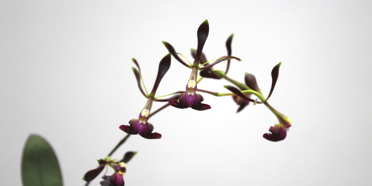 Orchideen-Epidendrum-melanoporphyreum-1866_946_40-4000x2000
