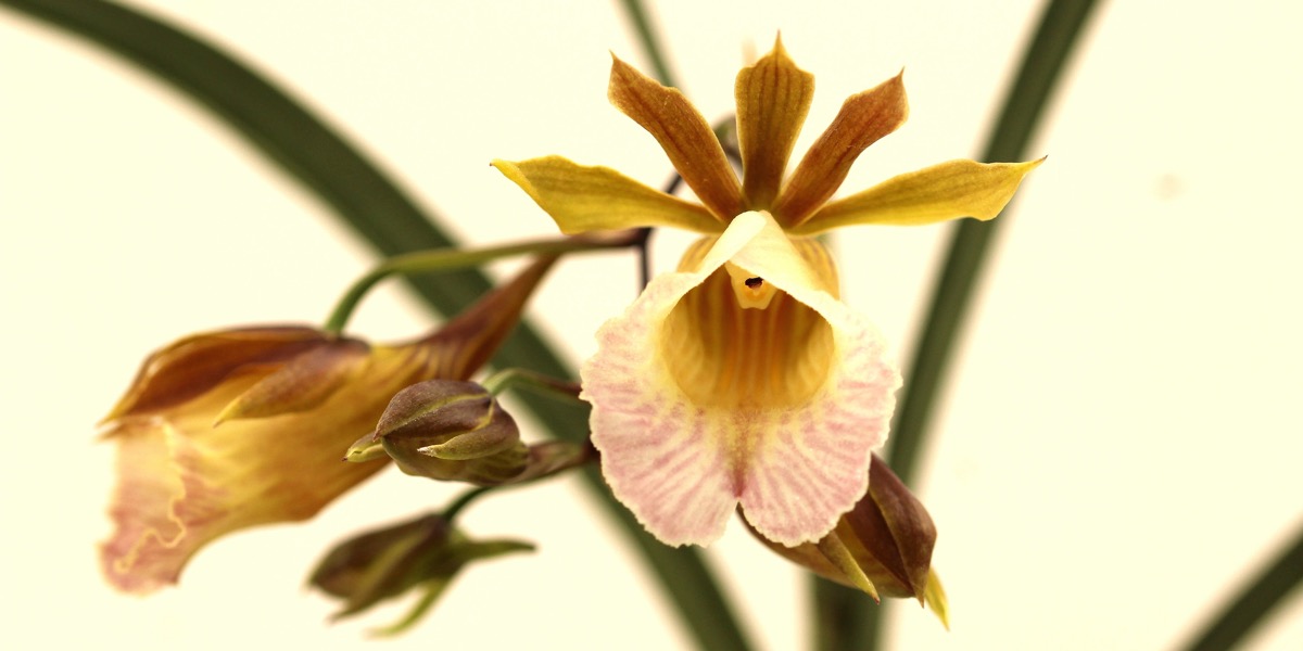 Orchideen-Galeandra-baueri-1874_813_41-4000x2000