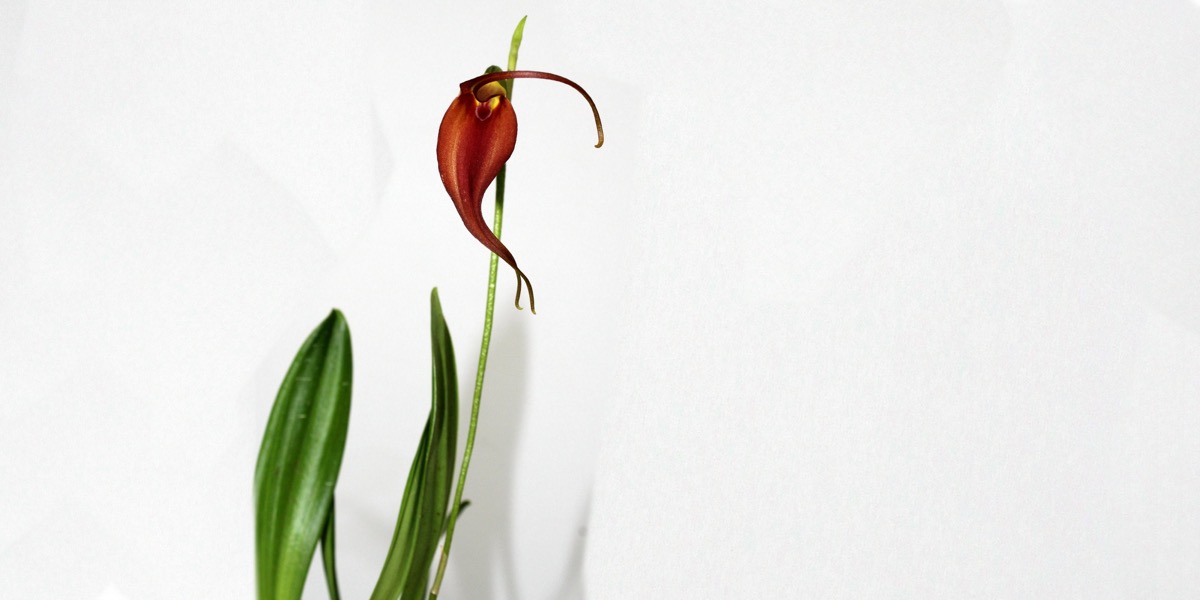 Orchideen-Masdevallia-melanoxantha_Hybr-1866_721_40-4000x2000