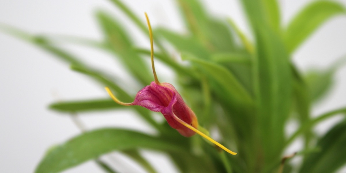 Orchideen-Masdevallia-x_mystica-1904_157_40-4000x2000