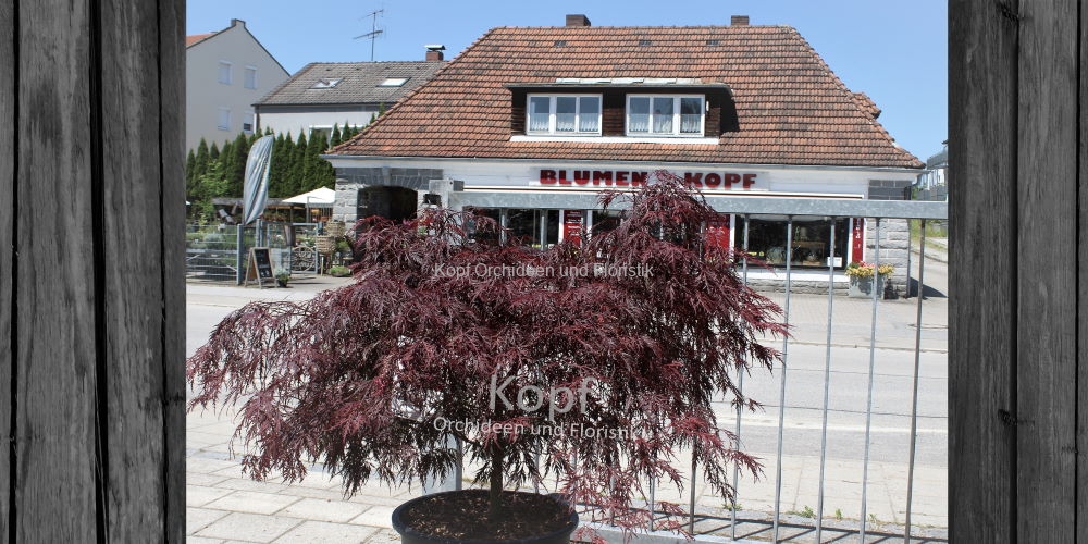 Pfl_Gar_Bau-2116_885_84