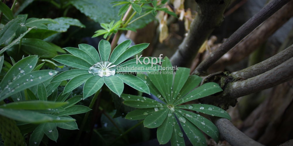 Pfl_Gar_Sta-2116_703_84