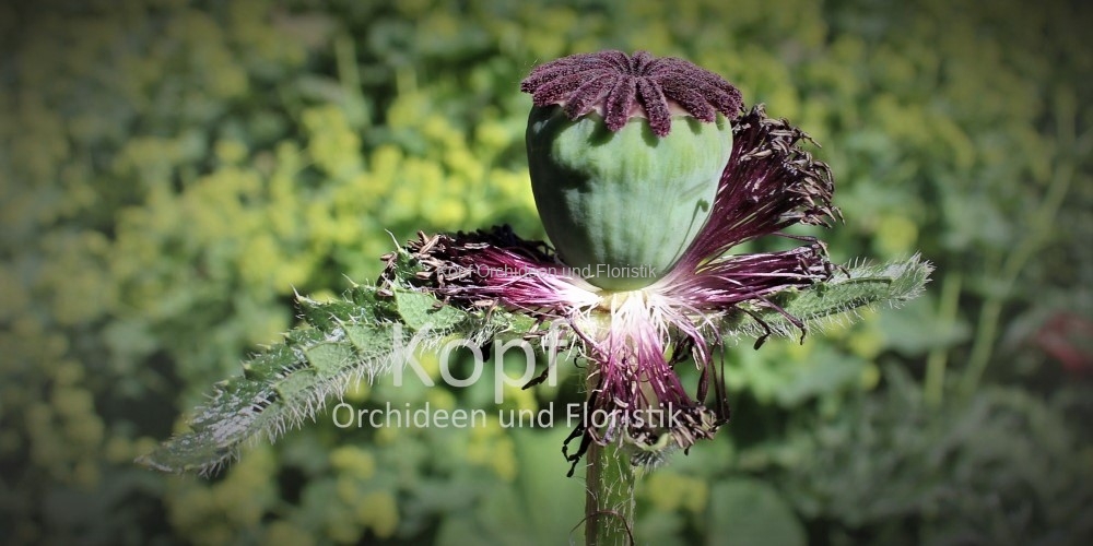 Pfl_Gar_Sta-2116_833_84