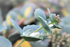 Pfl_Gar_Suc-2016_416_84