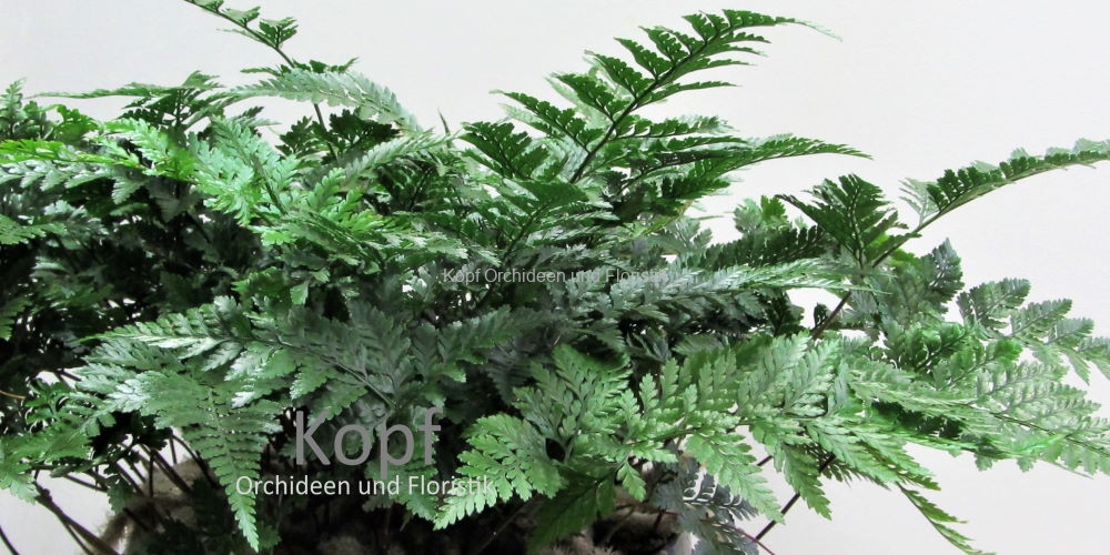 Pfl_Hau_GuB-1803_407_84