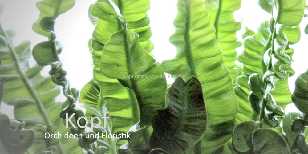 Pfl_Hau_GuB-1908_316_84