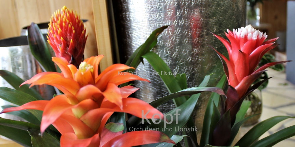 Pfl_Hau_GuB-2118_150_84