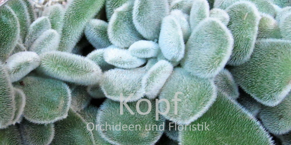 Pfl_Hau_Suc-1605_714_84