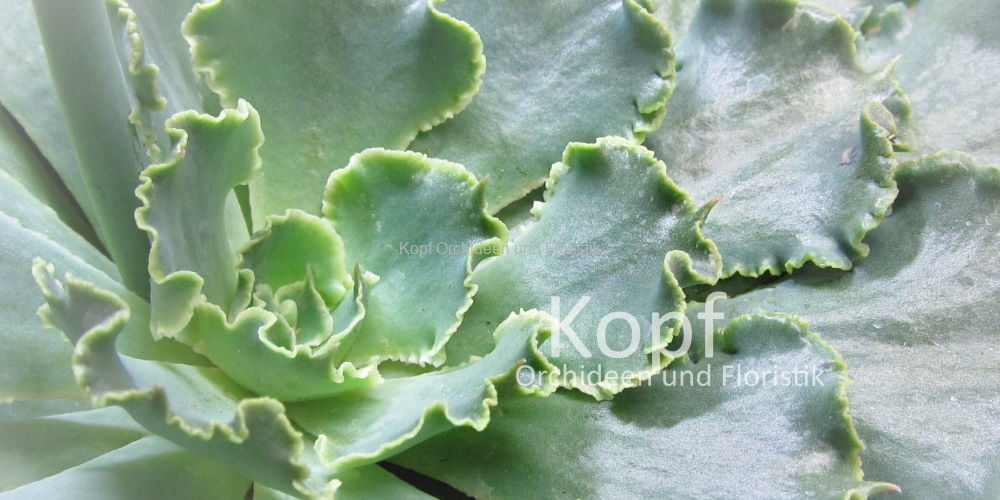 Pfl_Hau_Suc-1803_537_84