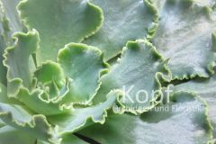 Pfl_Hau_Suc-1803_537_84