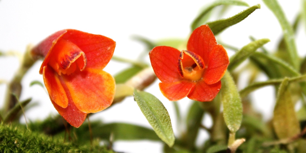 Orchideen-1864_399_40-4000x2000